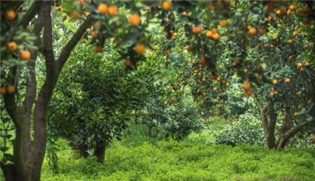 海歸博士回鄉創業種魏柑