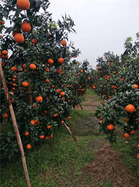 魏柑可能是這個季節最好吃的水果，90%的人都不知道