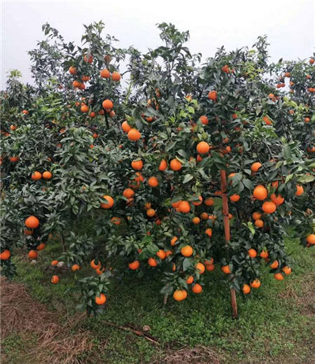 魏柑可能是這個季節最好吃的水果，90%的人都不知道