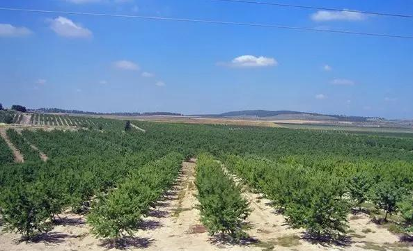 以色列滴灌 樹.png